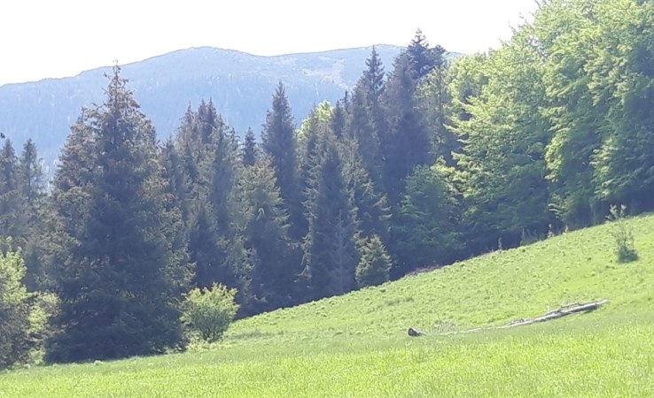 działka na sprzedaż - Zawoja